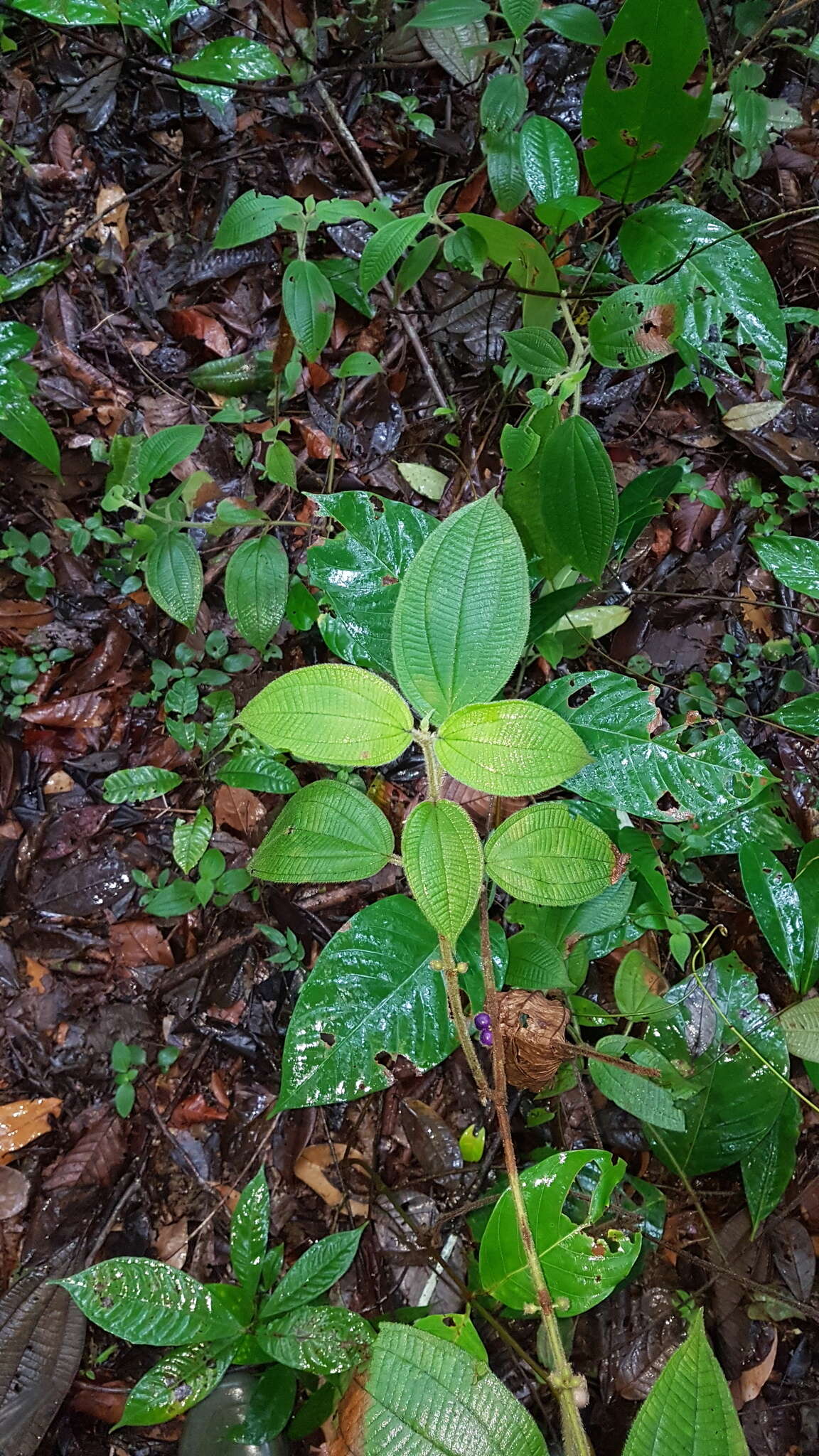 Image of Miconia aphanantha