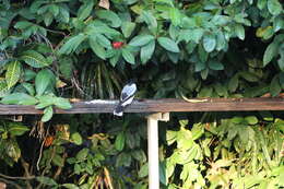 Image of Silver-backed Butcherbird