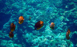 Image of Golden Butterflyfish