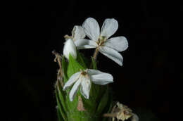 Слика од Lankesteria brevior C. B. Cl.