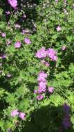 Image of Geranium albanum M. Bieb.