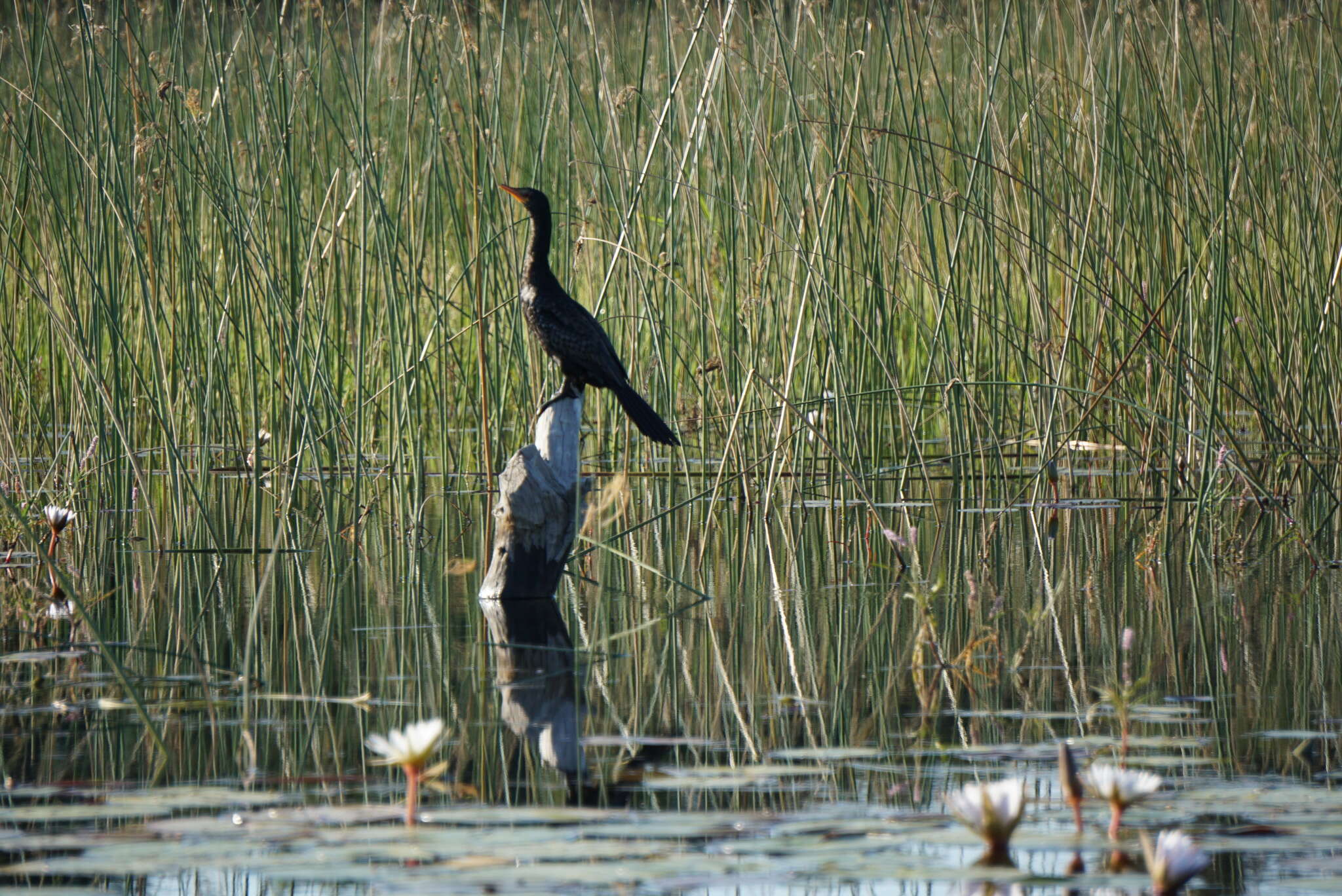 Image of Long-tailed Cormorant