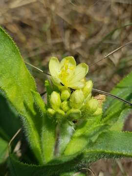 Imagem de Jatropha zeyheri Sond.