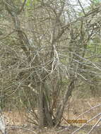 Image of common calabash tree