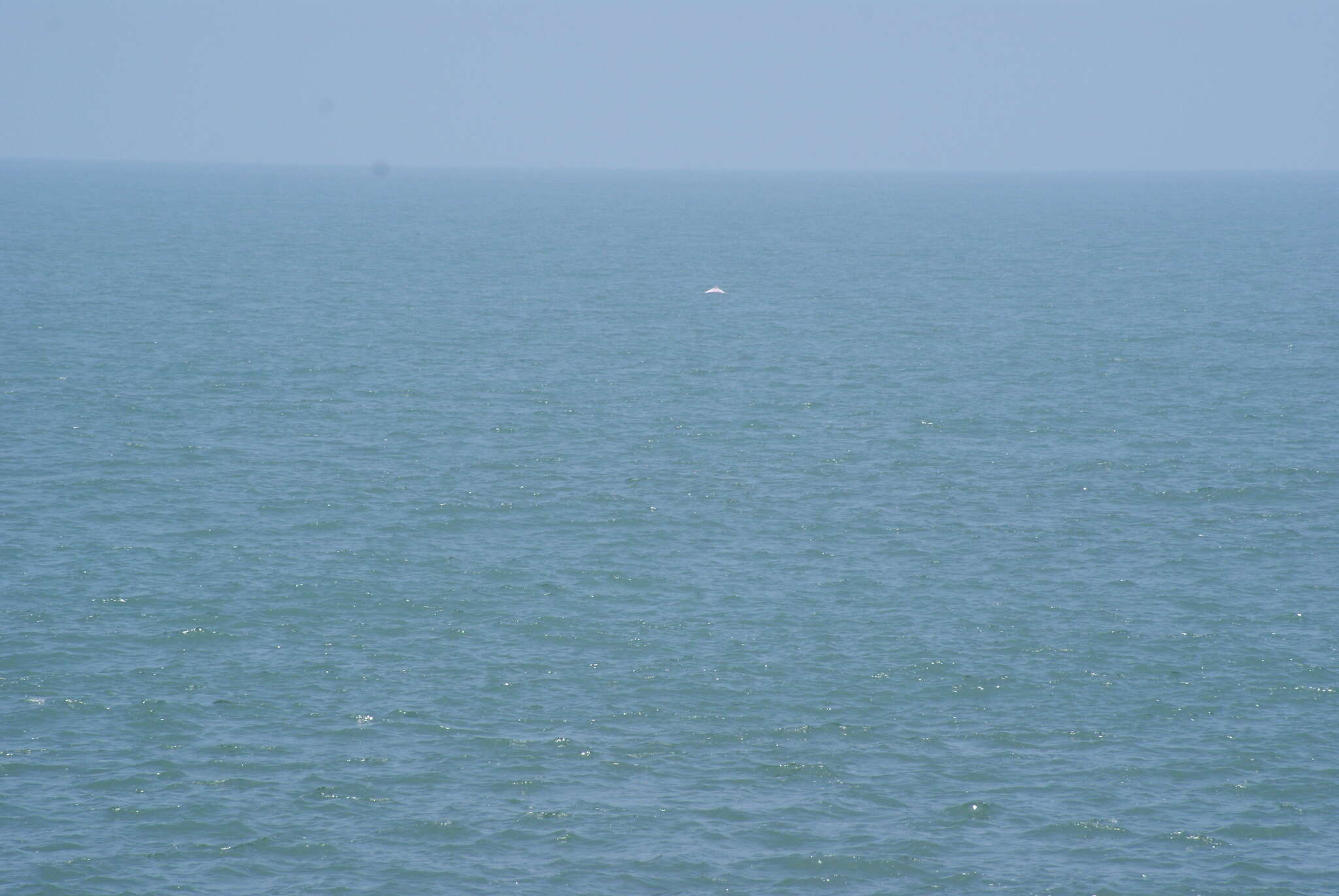 Image of Chinese Humpback Dolphin