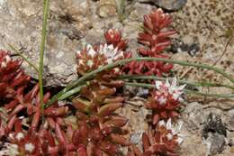 Image of Sedum confertiflorum Boiss.