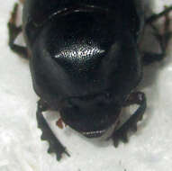 Слика од Onthophagus bayeri Balthasar 1942