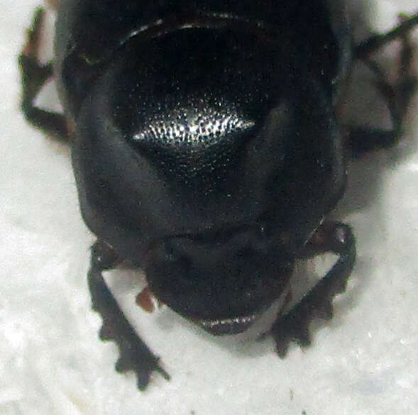 Image of Onthophagus bayeri Balthasar 1942