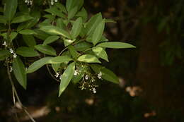 Plancia ëd Vitex leucoxylon L. fil.