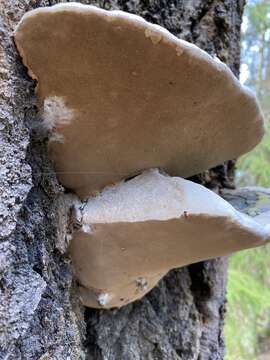 Image of Phellinus populicola Niemelä 1975