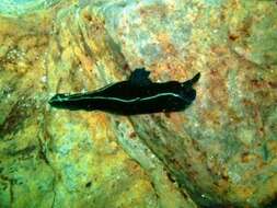 Image of Black nudibranch