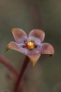 Image of Stapelia erectiflora var. erectiflora