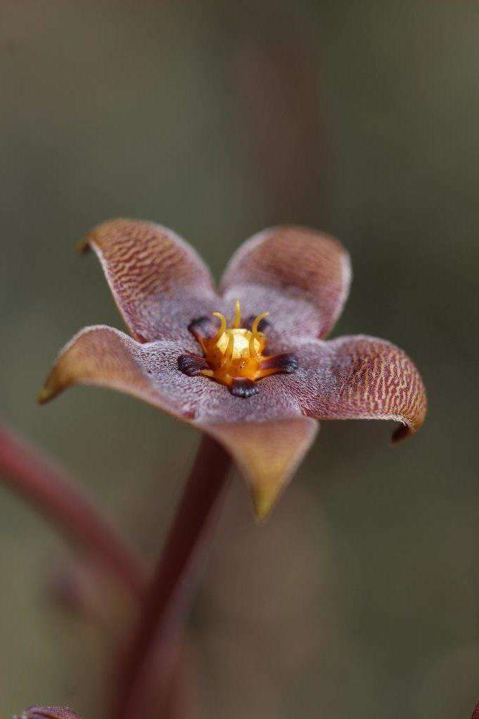 Stapelia erectiflora var. erectiflora的圖片