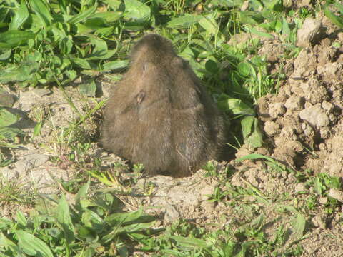 Image of Camas Pocket Gopher