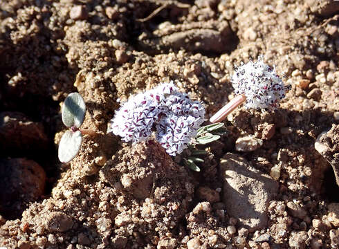 Слика од Lomatium fusiformis (S. Watson) J. F. Sm. & Mansfield