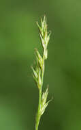 Imagem de Carex bromoides Willd.