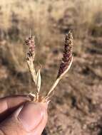 Image of Carrot seed grass