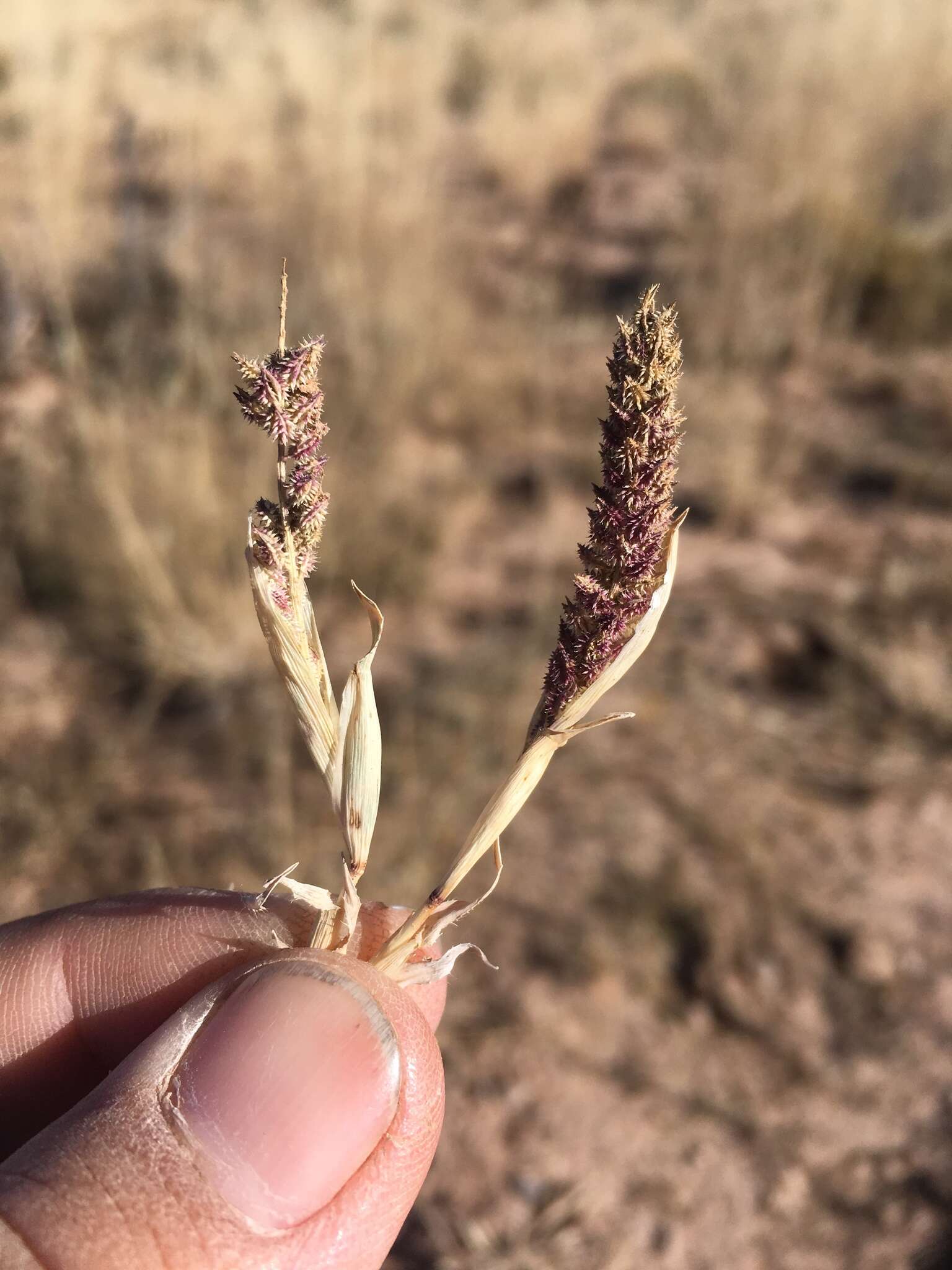 Image of Carrot seed grass