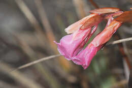 Image of Connellia quelchii N. E. Br.