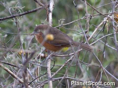 Image of Rufous Chatterer