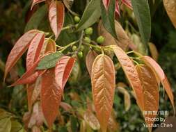 Image of Ficus sarmentosa Buch. ex J. E. Smith