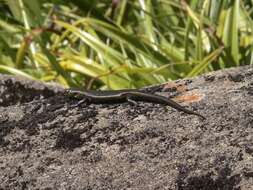 Image of Alpine Cool-skink