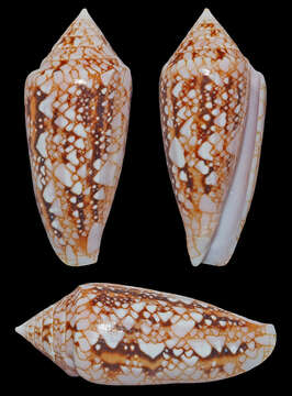 Image of Conus legatus Lamarck 1810