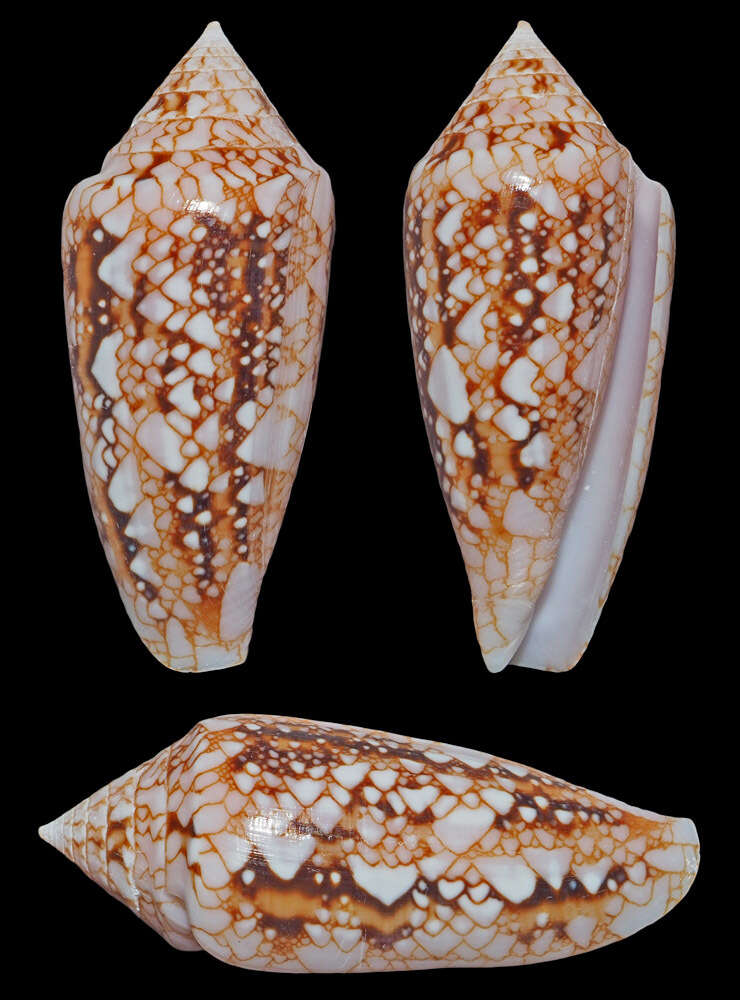 Image of Conus legatus Lamarck 1810