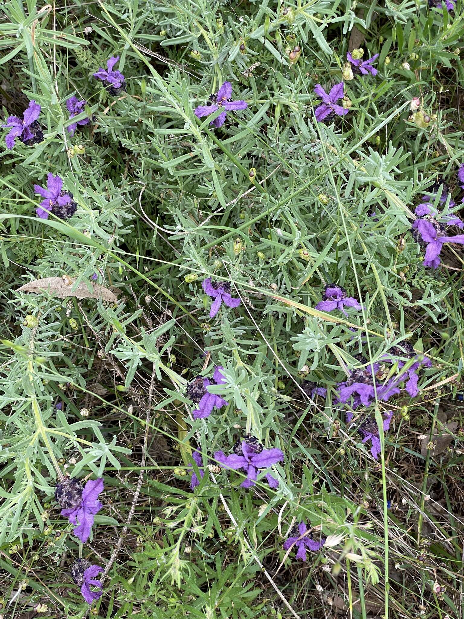 Imagem de Lavandula stoechas subsp. stoechas