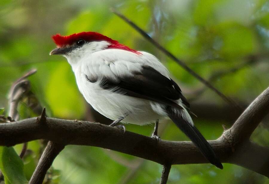 Imagem de Soldadinho-do-araripe