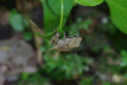 Image of Buergeriinae Channing 1989