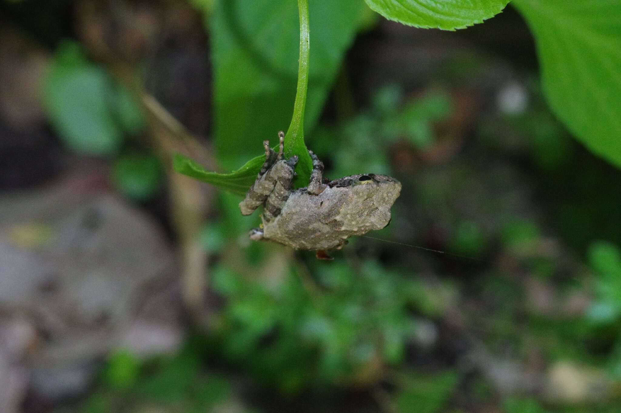 Image of Buergeriinae Channing 1989