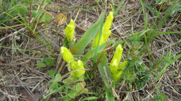 Imagem de Lachenalia reflexa Thunb.