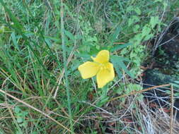 Image de Ludwigia longifolia (DC.) Hara