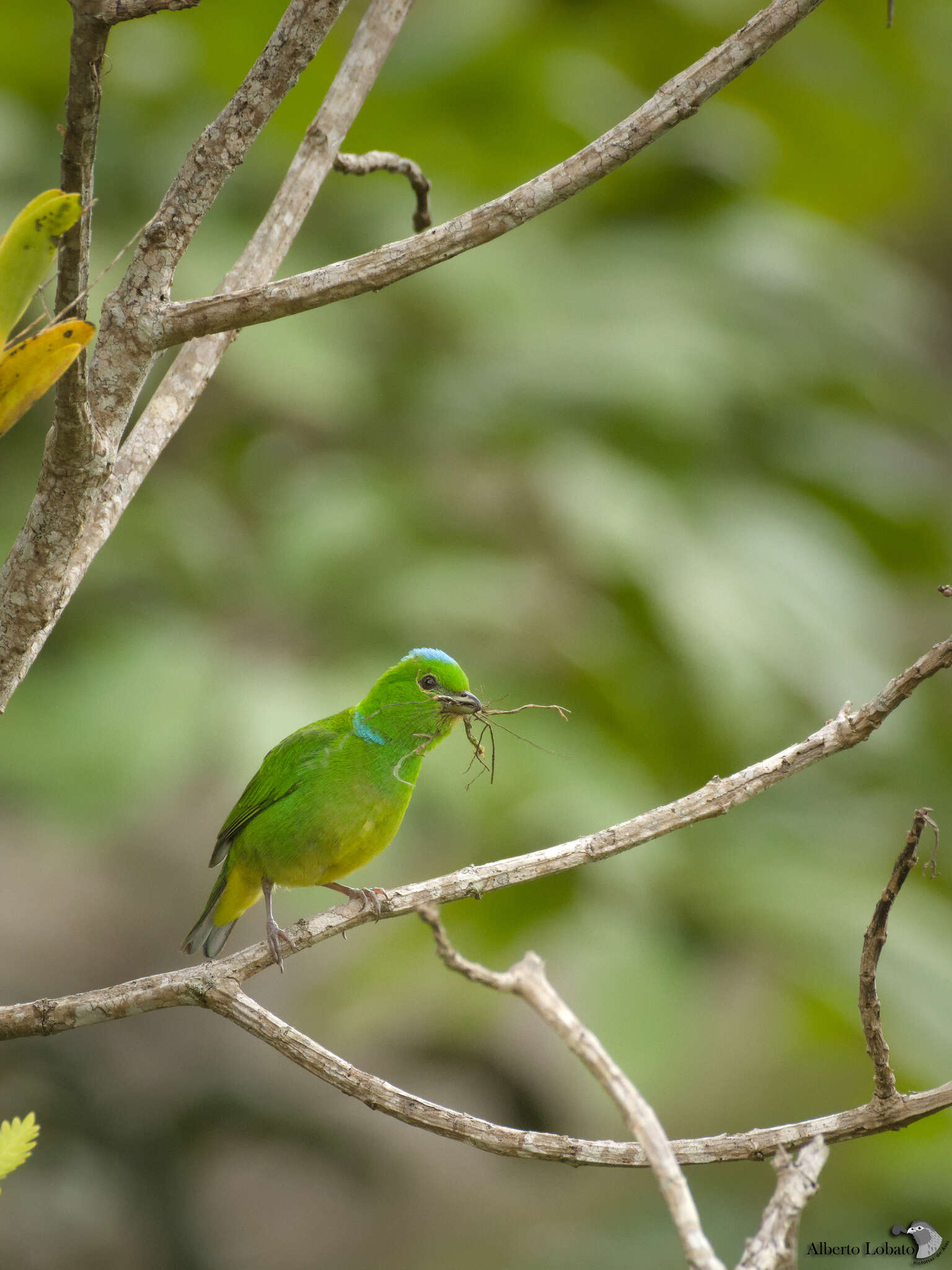 Image of Blue-crowned Chlorophonia