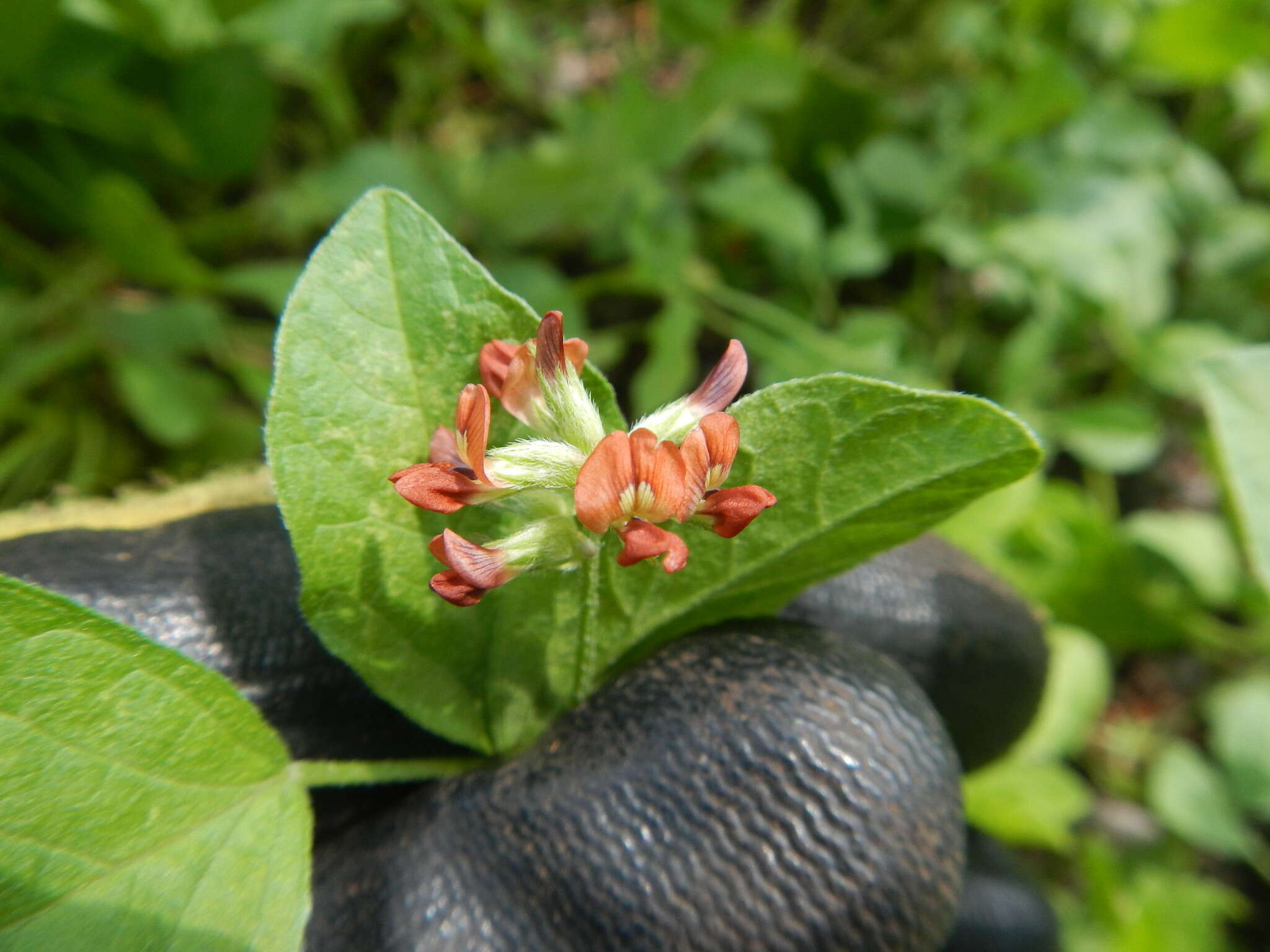 Psoralea rhombifolia Torr. & A. Gray的圖片