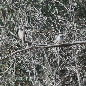 Image of Diamond Dove