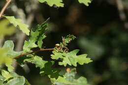 Image of Western Paper Wasp