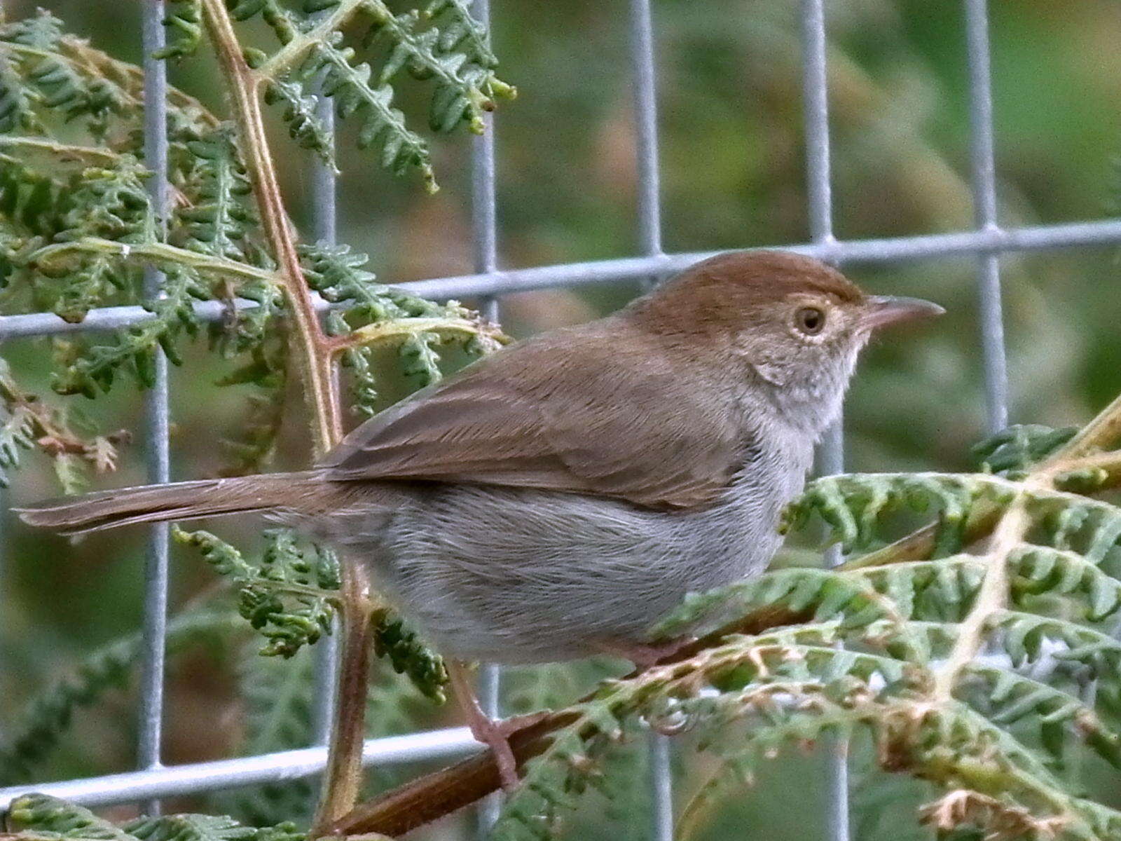 Sivun Cisticola fulvicapilla fulvicapilla (Vieillot 1817) kuva