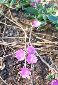 Image of Corbichonia decumbens (Forsk.) Exell