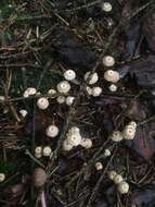 Imagem de Marasmius wettsteinii Sacc. & P. Syd. 1899