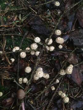 Image of Marasmius wettsteinii Sacc. & P. Syd. 1899