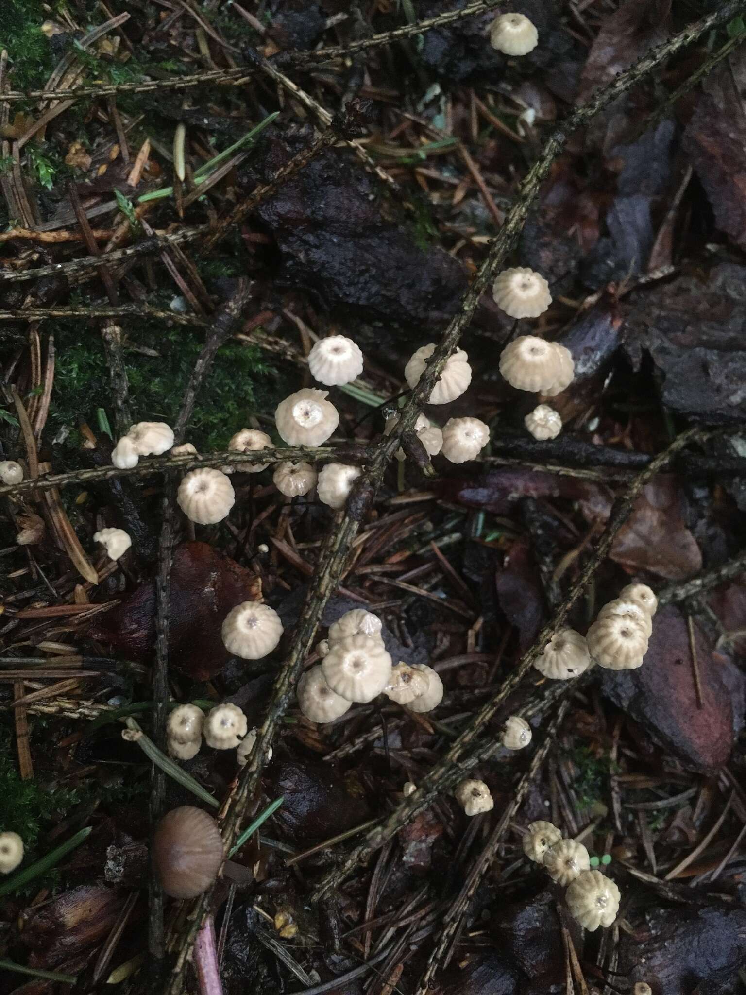 Imagem de Marasmius wettsteinii Sacc. & P. Syd. 1899