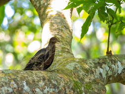 صورة Macropygia tenuirostris Bonaparte 1854