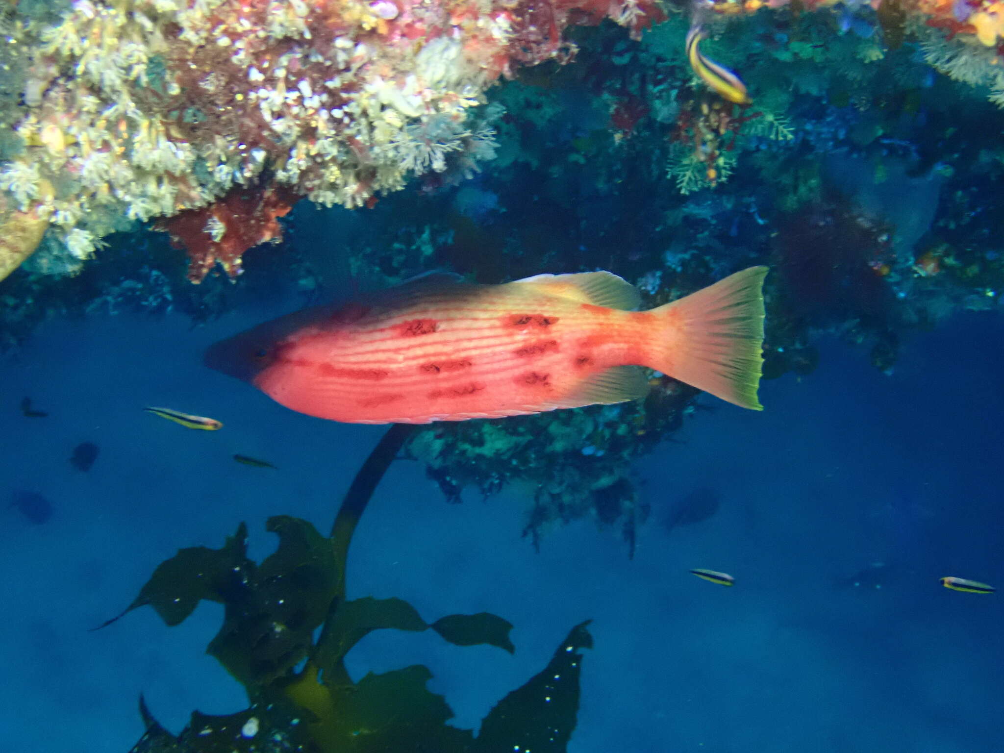 Bodianus unimaculatus (Günther 1862) resmi