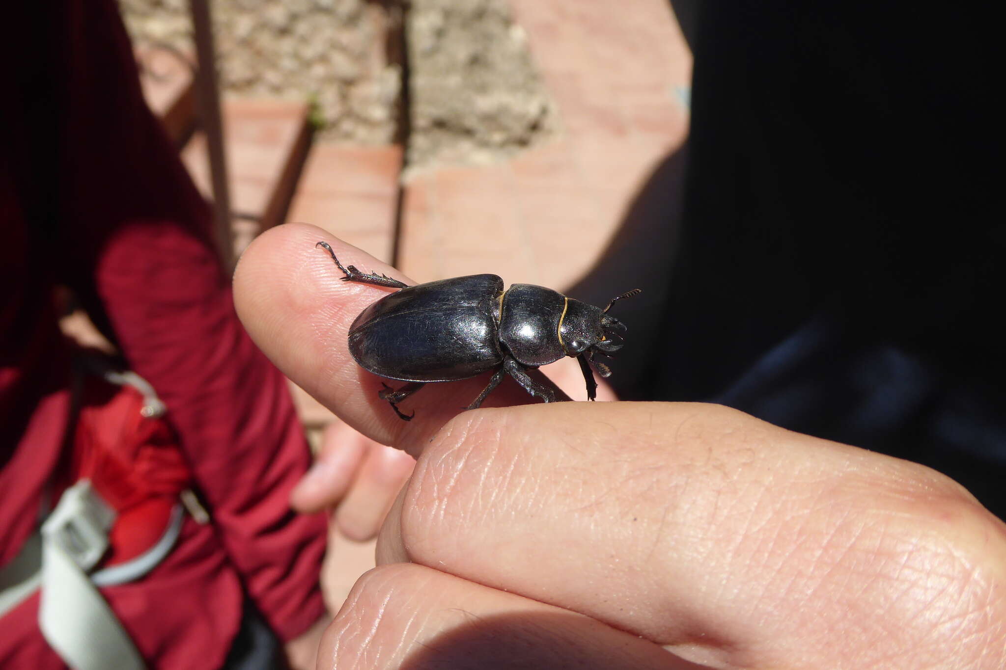 Image de Lucanus (Pseudolucanus) barbarossa Fabricius 1801