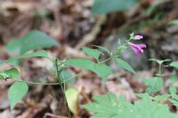 Image of Melampyrum roseum Maxim.