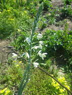 Image de Albuca canadensis (L.) F. M. Leight.