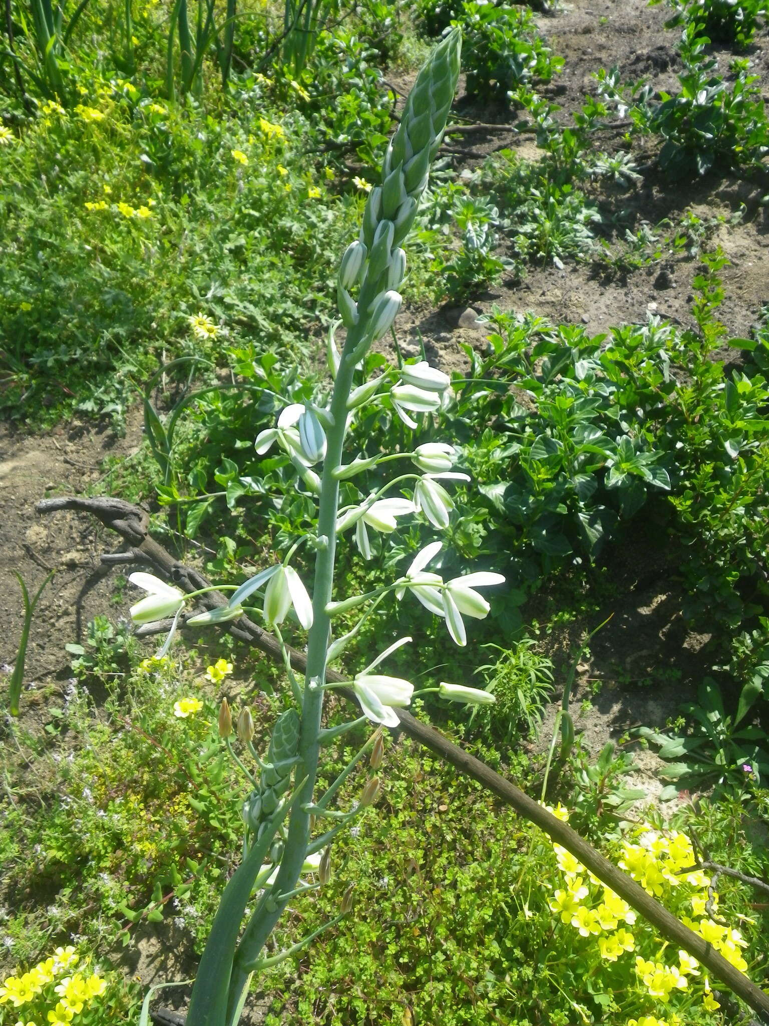 Image de Albuca canadensis (L.) F. M. Leight.