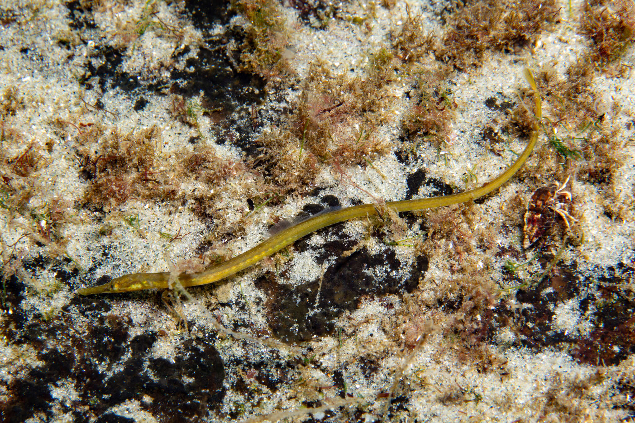 Image of Northern Pipefish